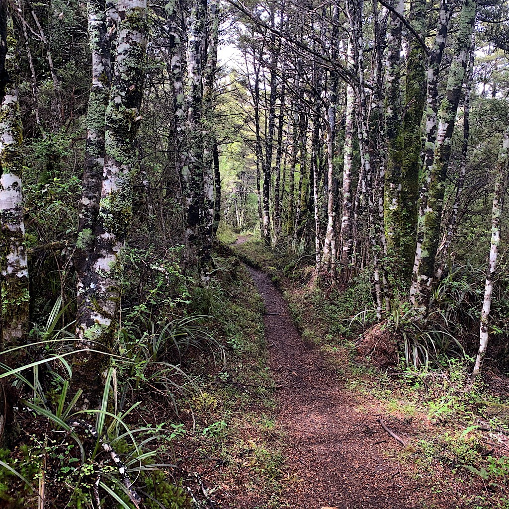A manicured trail through a beech forest near Whakipapa. 