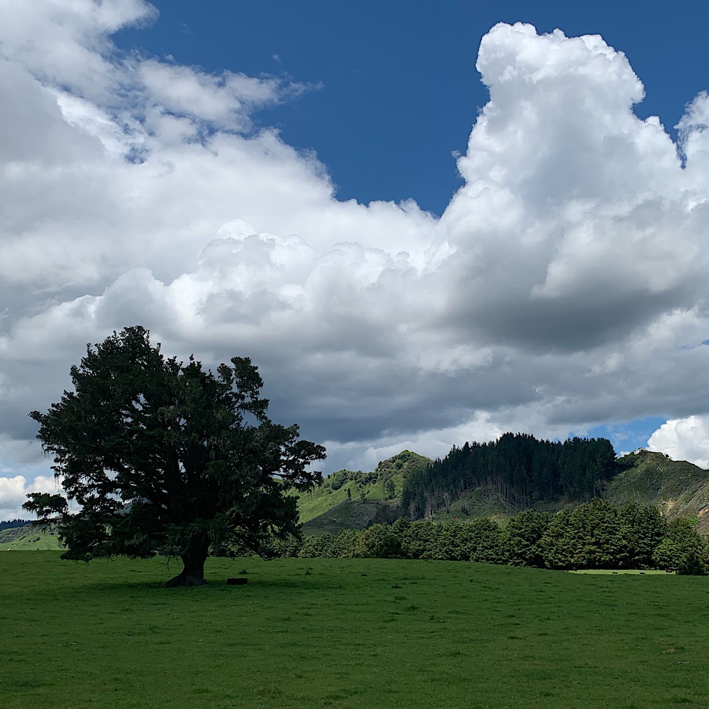 A typical view in new Zealand of verdant green and huge cumulus clouds. 