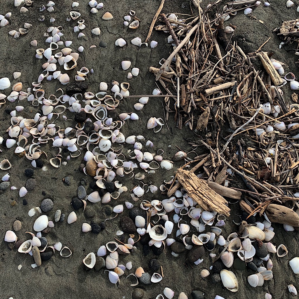 Beach detritus.