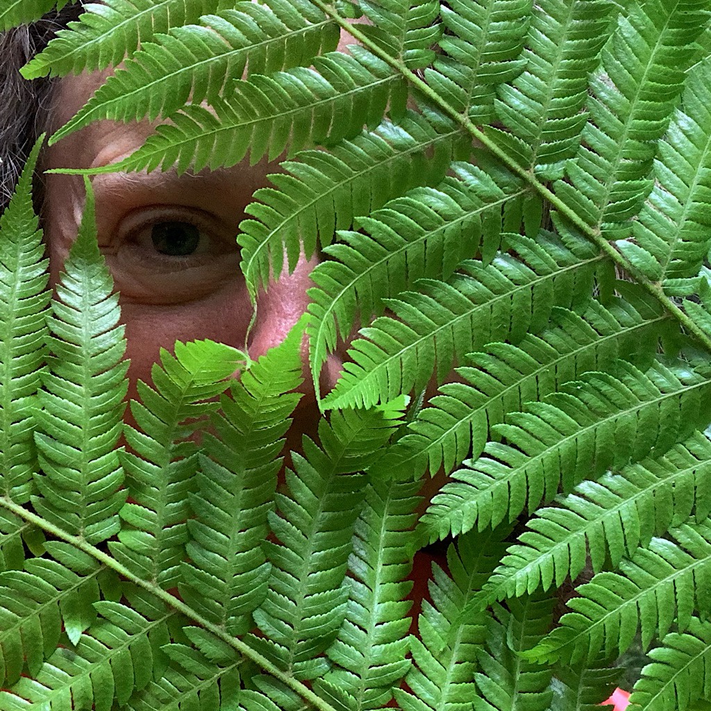 Fern face at Mount Less Reserve. 