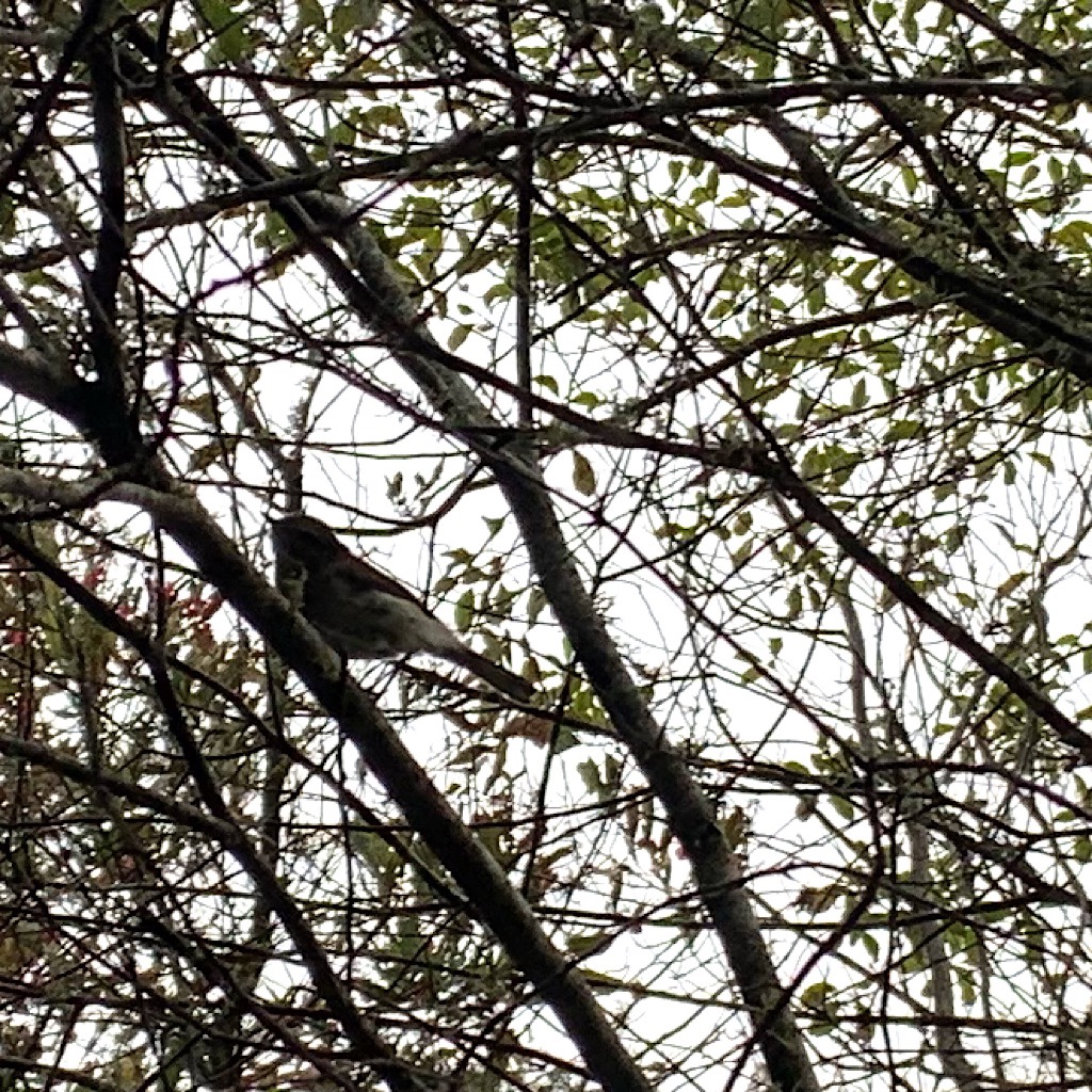 A riroriro, or New Zealand warbler, flirts with me in a nearby tree while walking Mount Lees Reserve's "bush walk."