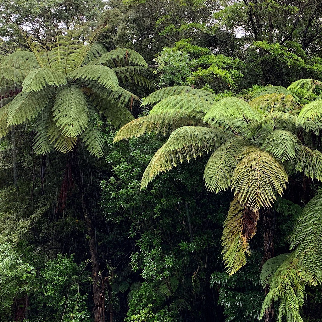 Tree ferns heavy with moisture. 