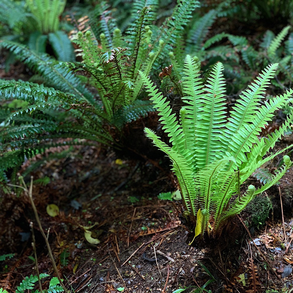 Ferns abound in the gloomy but magical forests of the Tararua. 