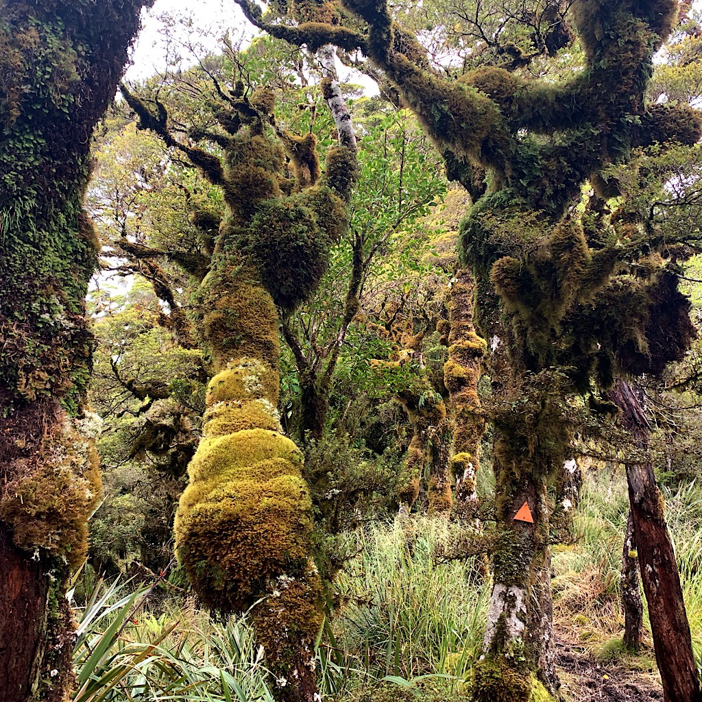 Stunted beech trees encased in moss make up the goblin forests of the Tararua, areas I would descend to as I crossed the long ridge to the hut. 