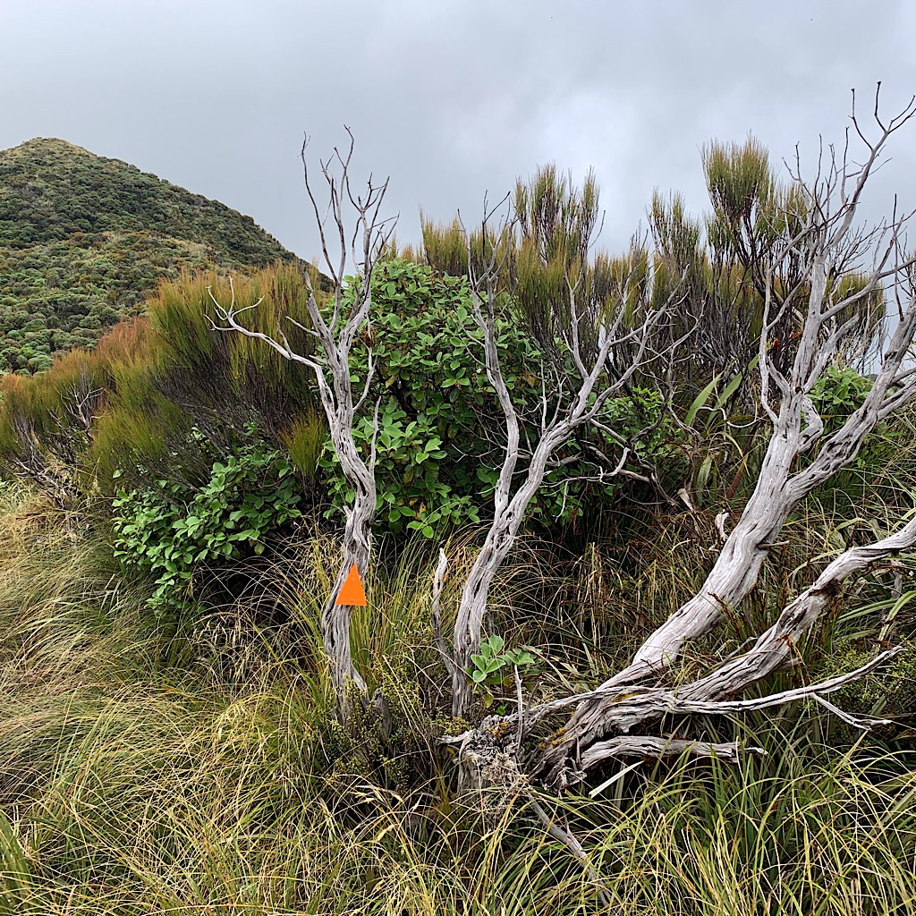 The trail to Pukematawai passes over Butchers Knob on a thin trail where humpy tussock obscures the muddy trail. 