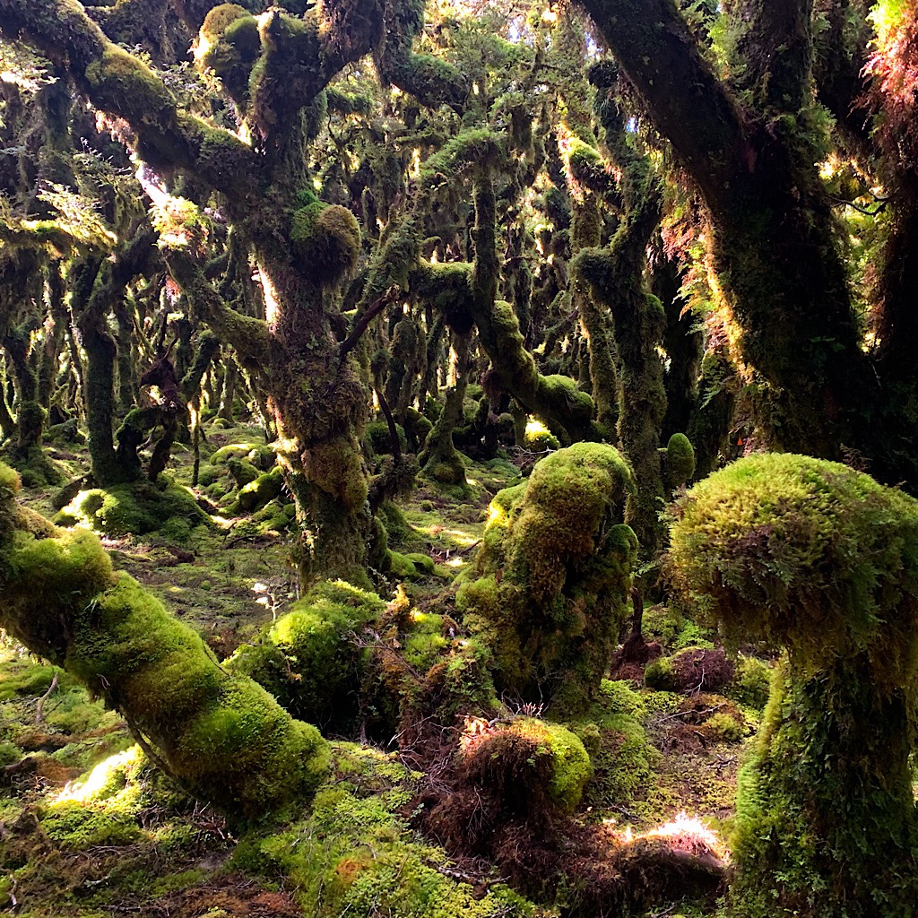 A goblin forest in the Tararua. 