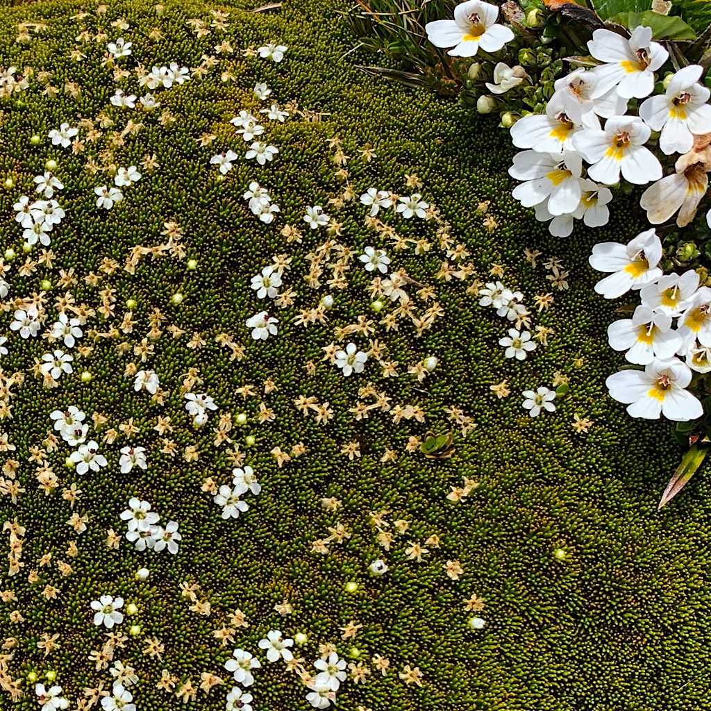 Alpine cushion plant grows tightly to the ground for protection, but sport thousands of tiny white flowers during the short summer. 
