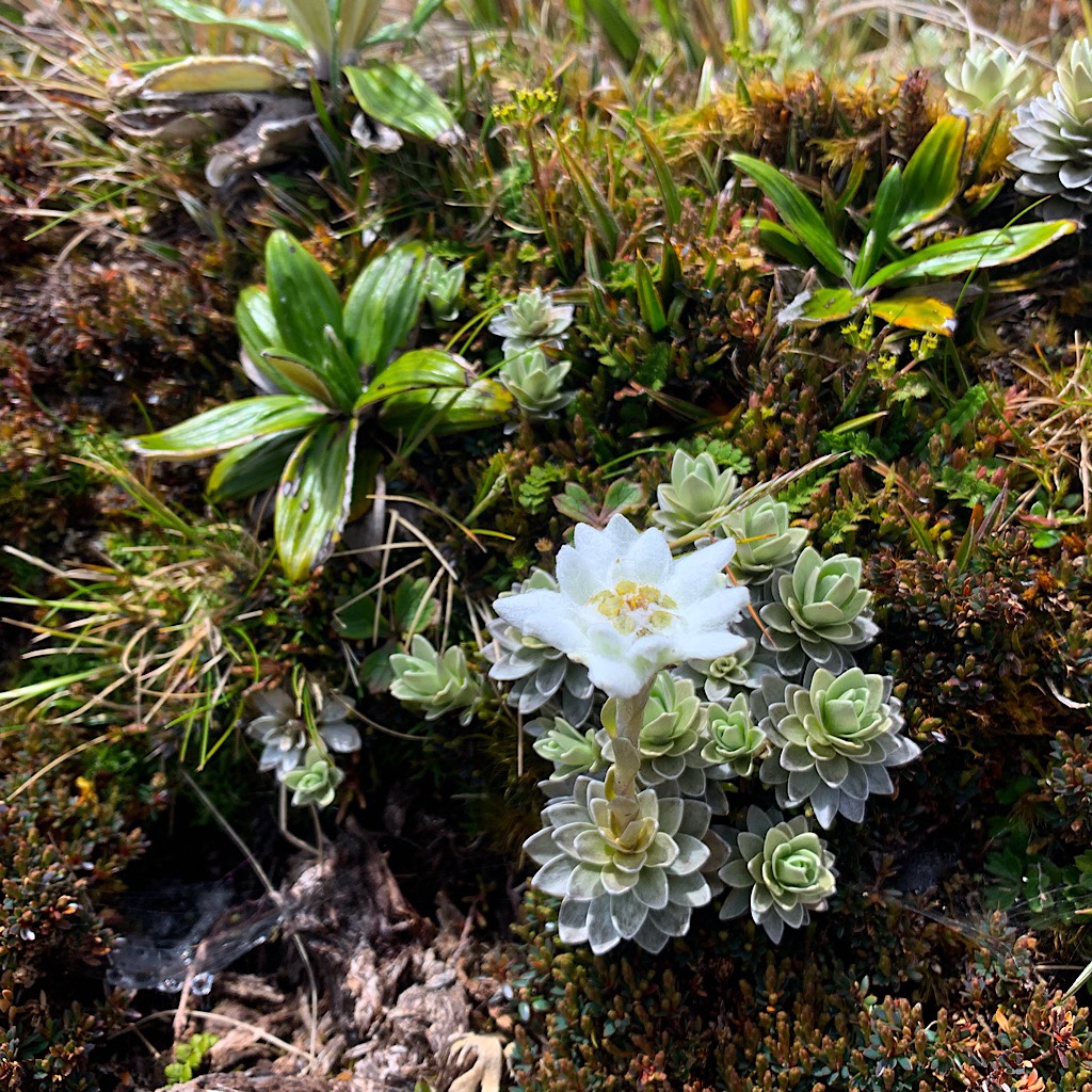 North Island Edelweiss surrounded our picnic area on the summit. 
