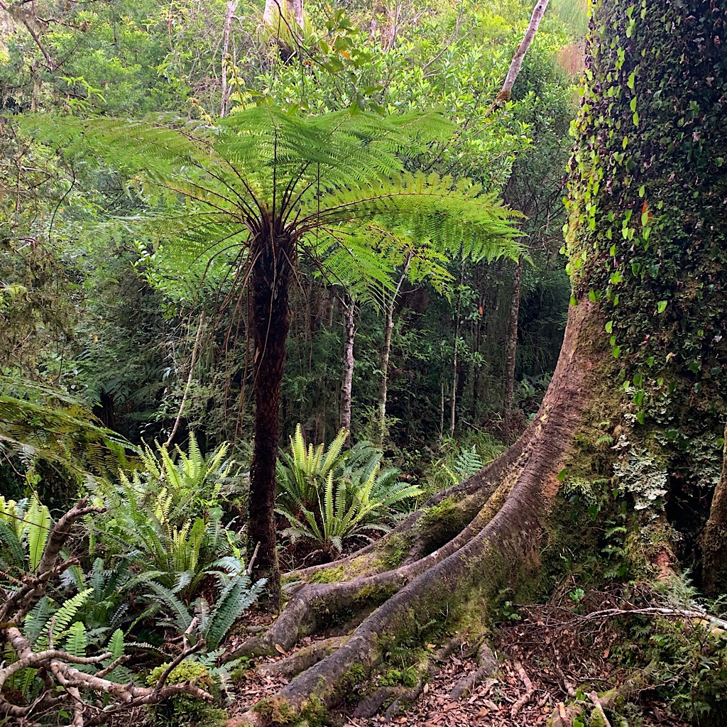 New Zealand bush has a touch of the primeval to it, and is not always easy walking.  
