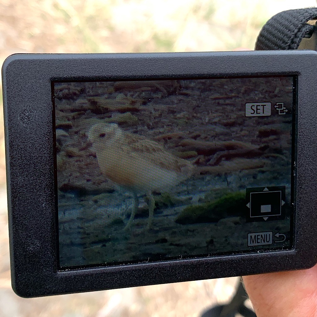 A dotterel chick in the estuary near Paraparaumu Beach.
