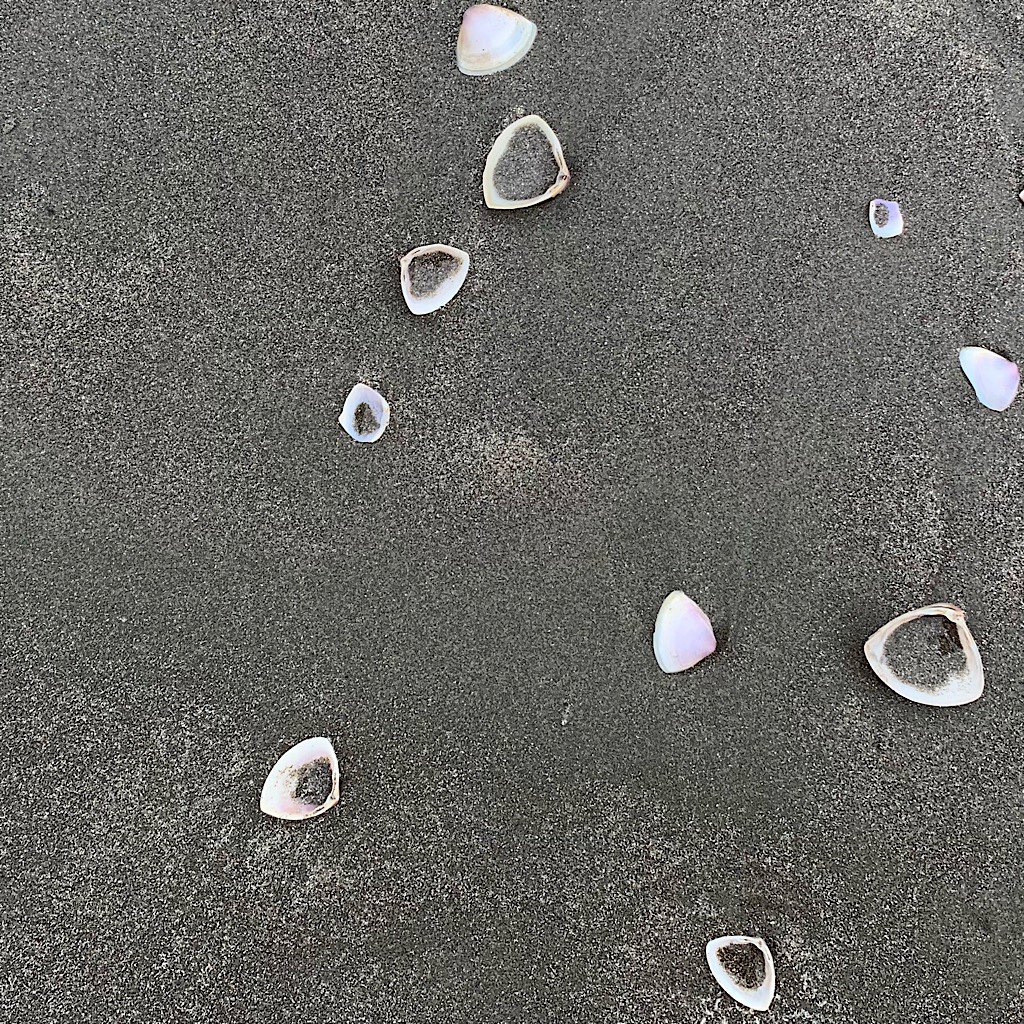Pipi shells along the hard-as-concrete black sand. 