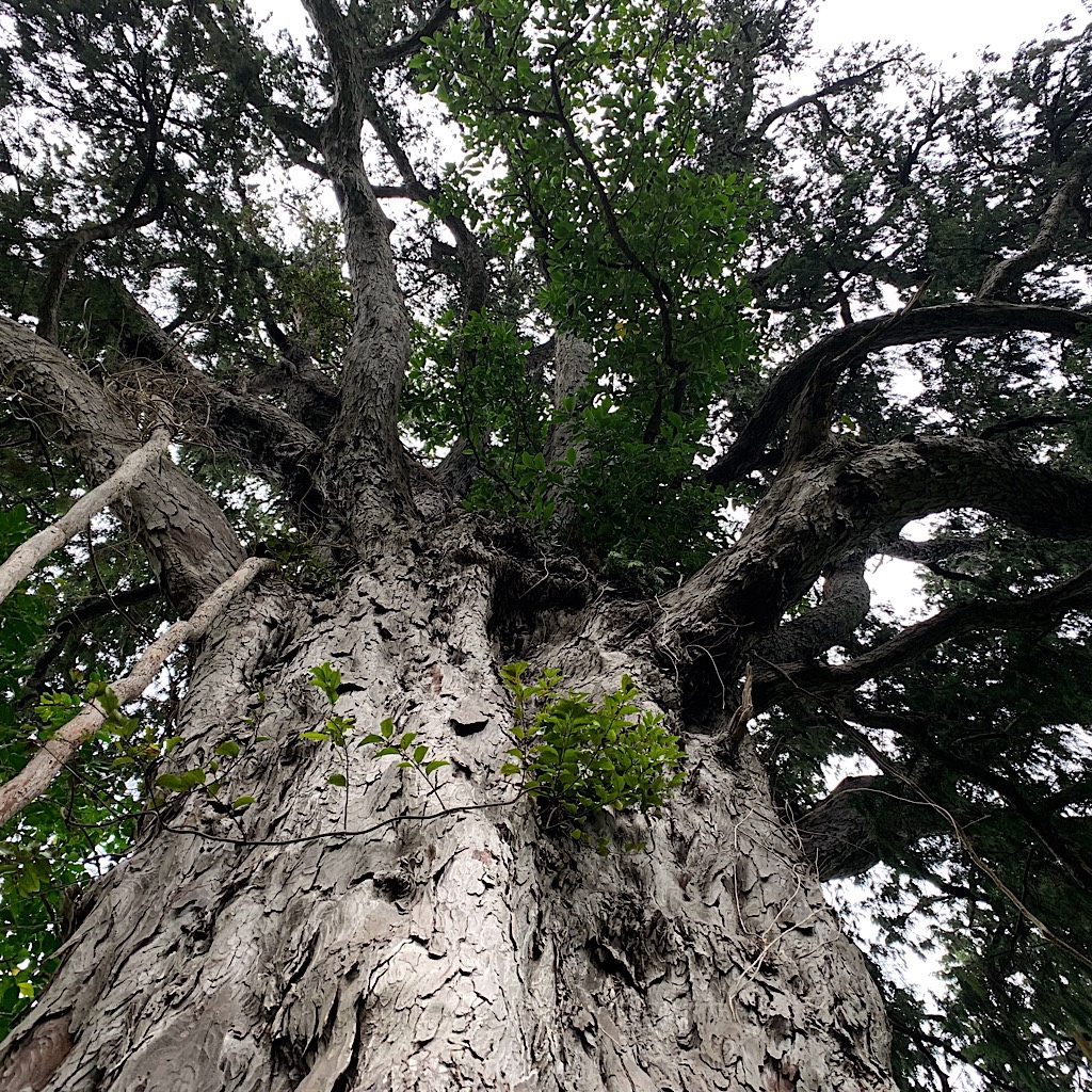 At 1,000 years old, this is thought to be the oldest Rimu tree in New Zealand.