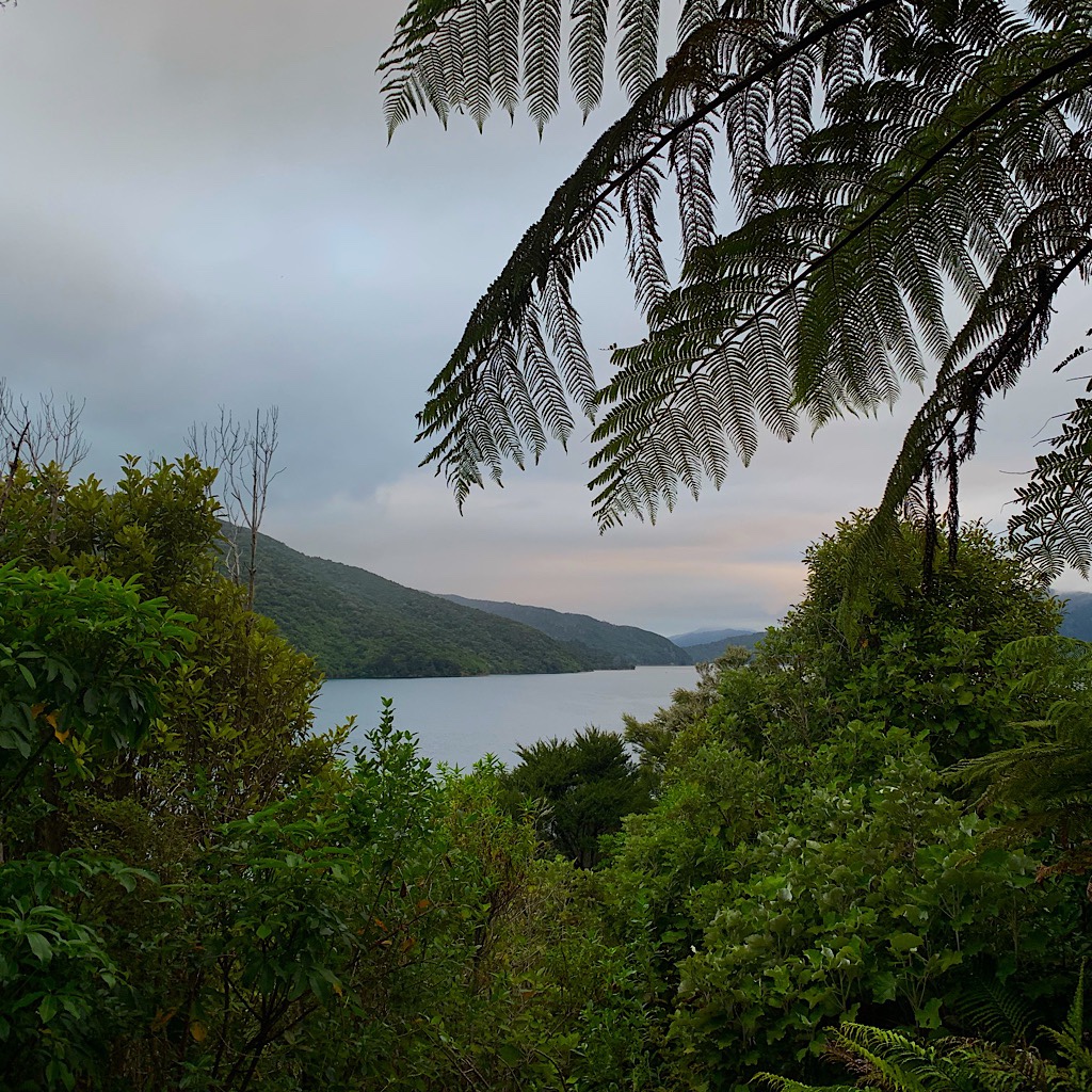 A tree fern and sunset along the Queen Charlotte Track. 