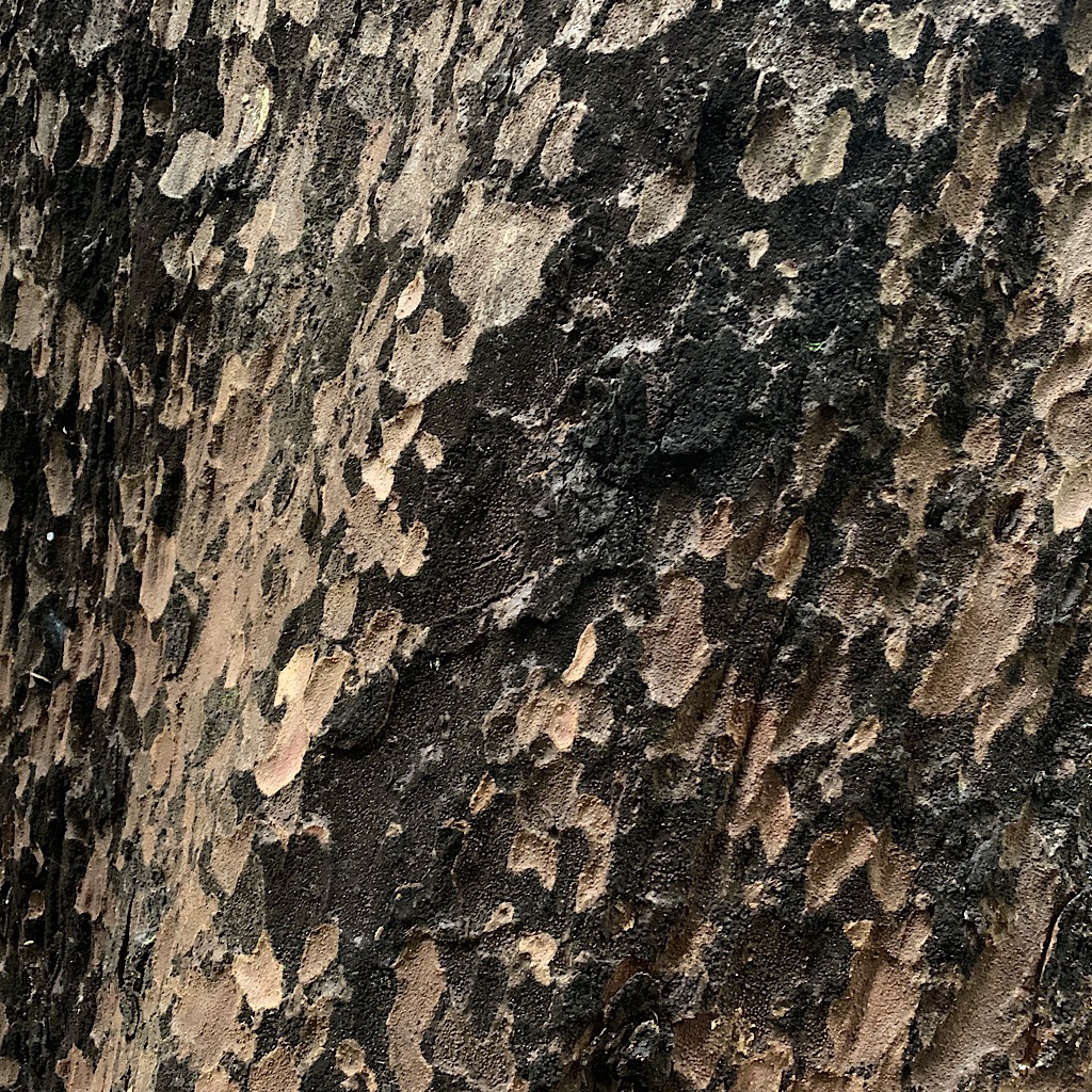 The gorgeous bark on a Black or Hard Beech. The fossil record shows these from the Cenozoic Era as far reaching as Antarctica. 