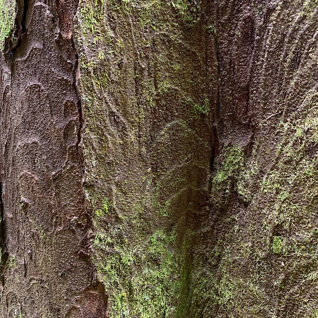 Moss and bark abstract. 