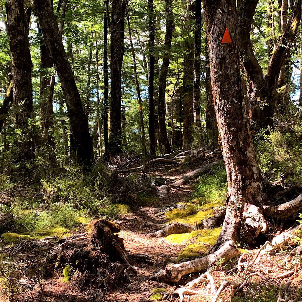 The orange triangle points the way through a hobbit-like magical forest.