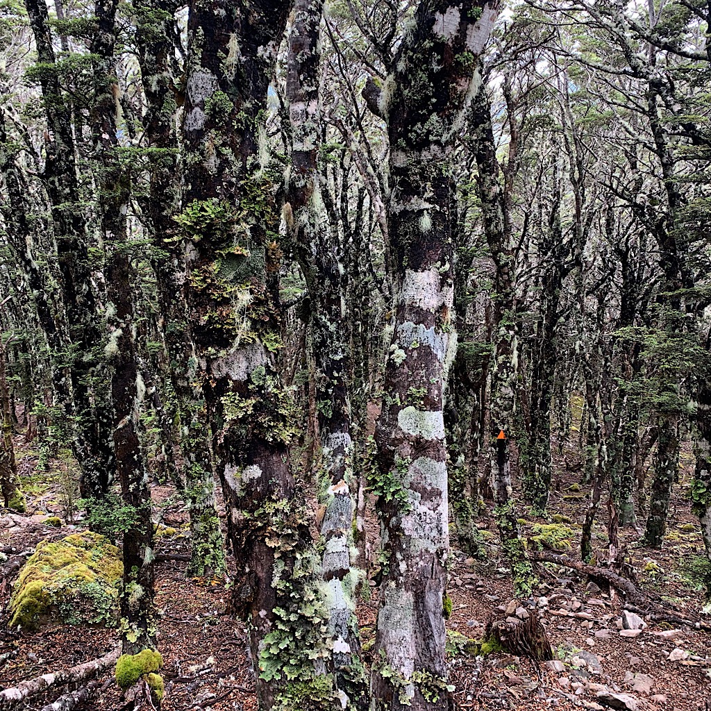 Beautiful Mountain Beech covered in lichen and moss along the track. The trail is exposed, then dives into forest. 