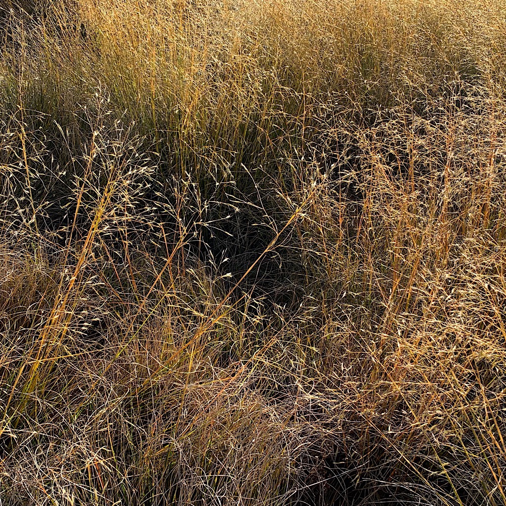 Tussocky grass that can manage living in this barren landscape. 