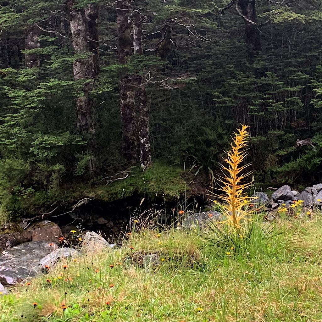 Giant spear grass seems to dance next to the river where I filled up before the final push to Upper Travers hut. 