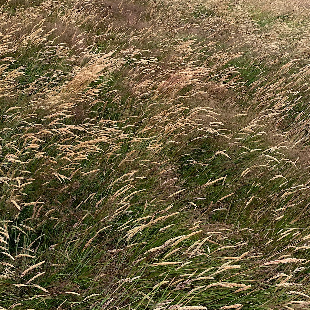 Golden grasses like hair flowing in the gusts. 