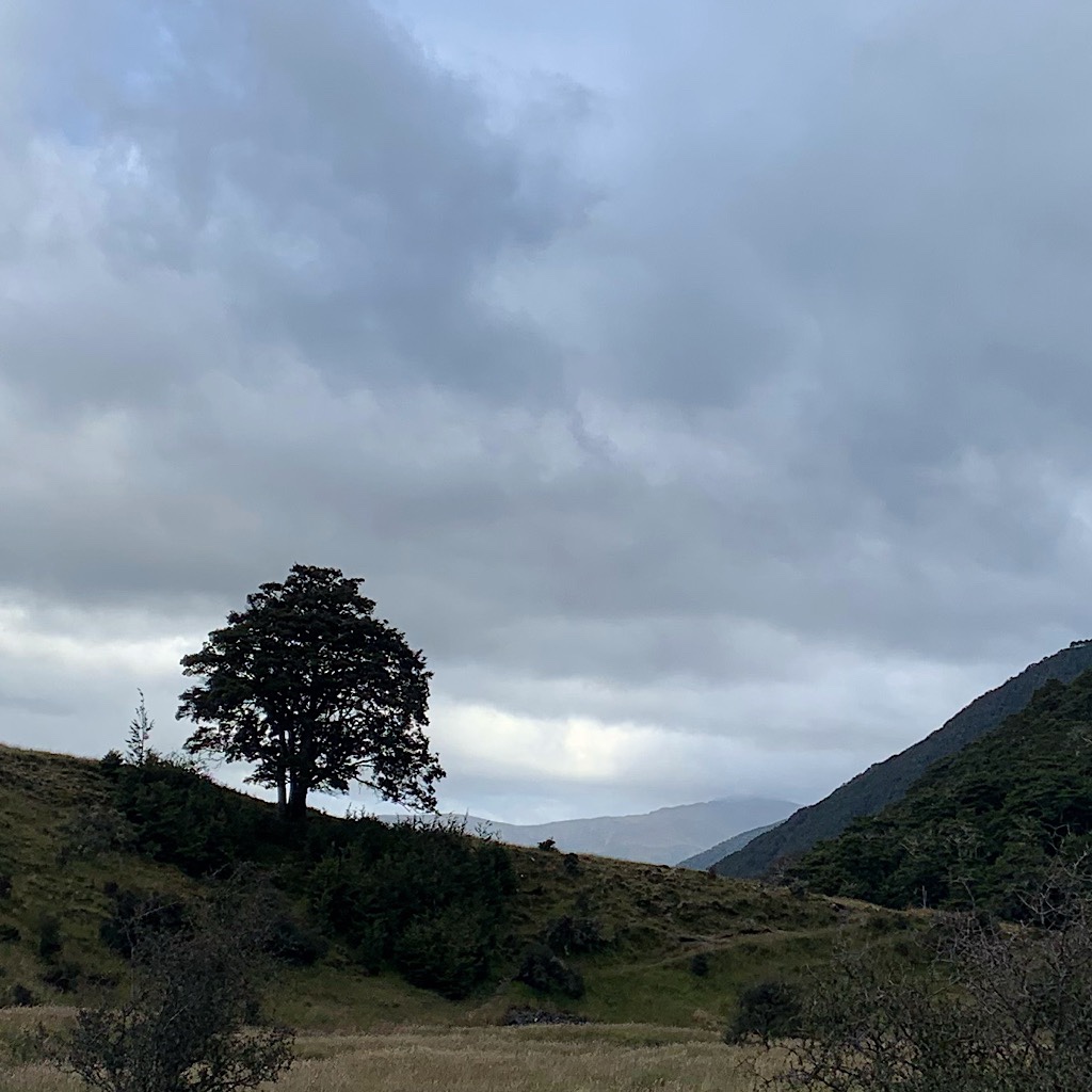 This lone tree could be seen for an hour before I arrived and walked over the small saddle. 