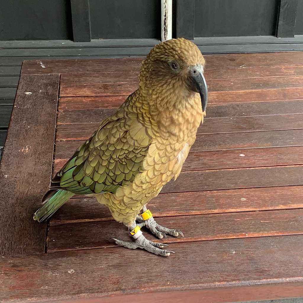 The local kea, a gorgeous parrot happy to pose for the chance at a small snack. 