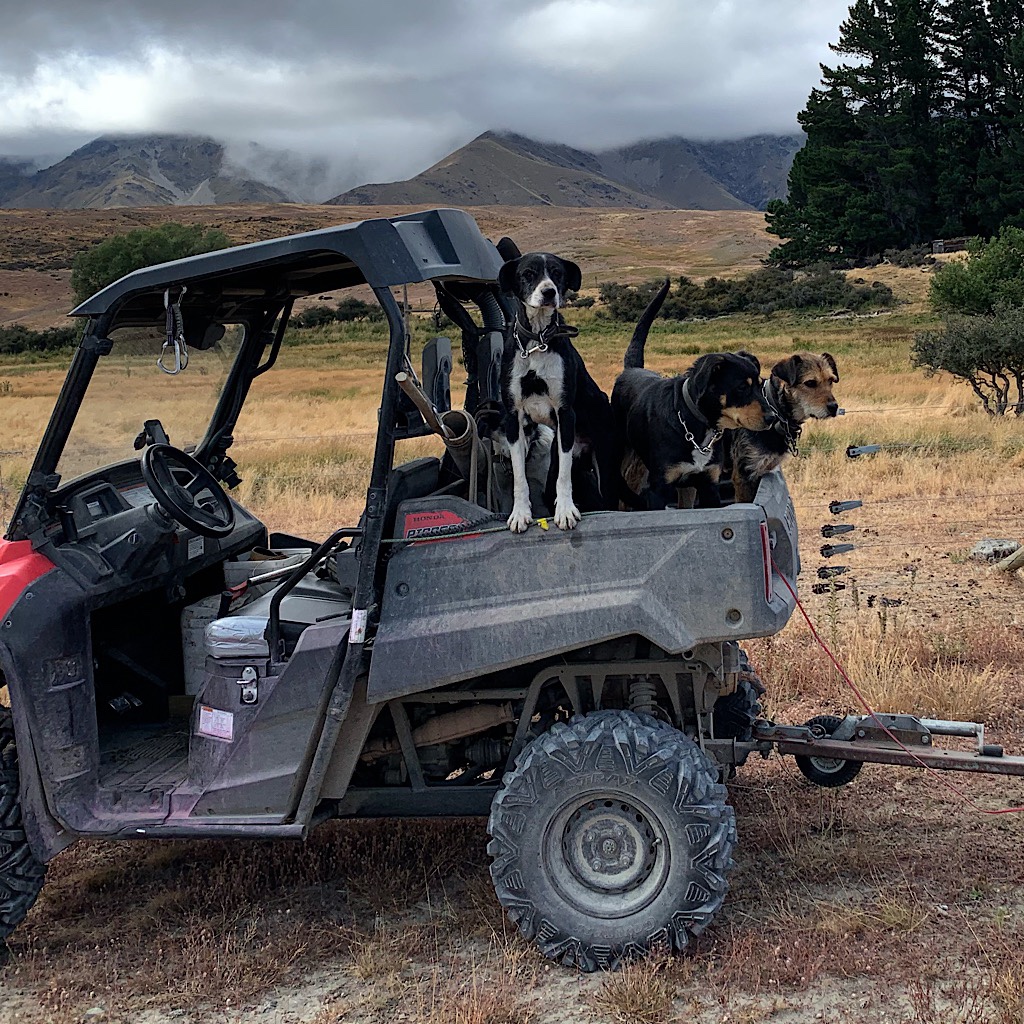 A polaris filled with working dogs. Everyone on the road was absolutely lovely to me. 