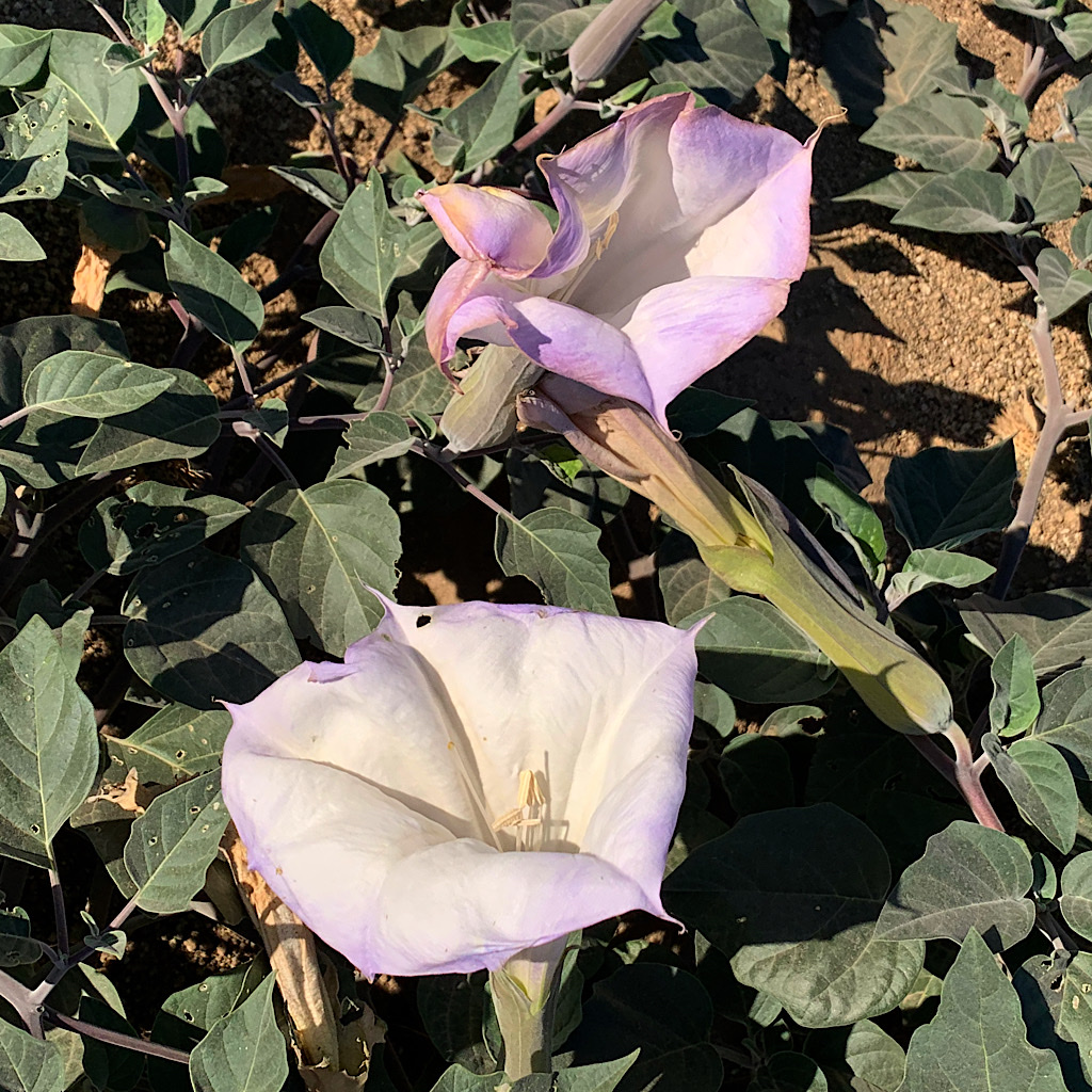 Morning glories, white with a hint of lavender, are everywhere along the exposed climb.