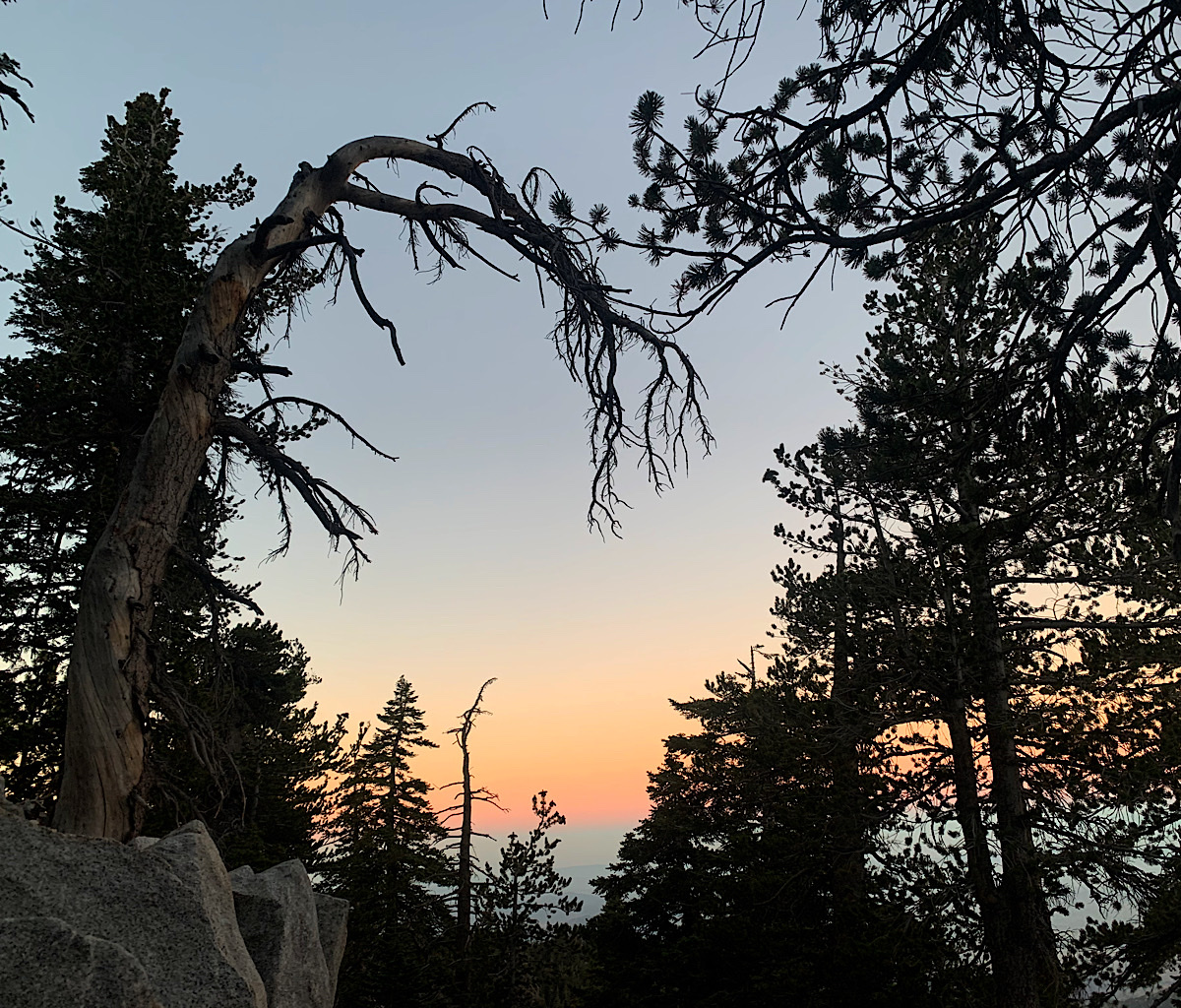 Spooky trees at the cowgirl campsite on the flanks of San Jacinto Peak. 