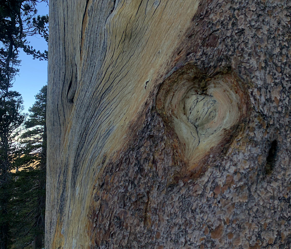 Limber pine heart.