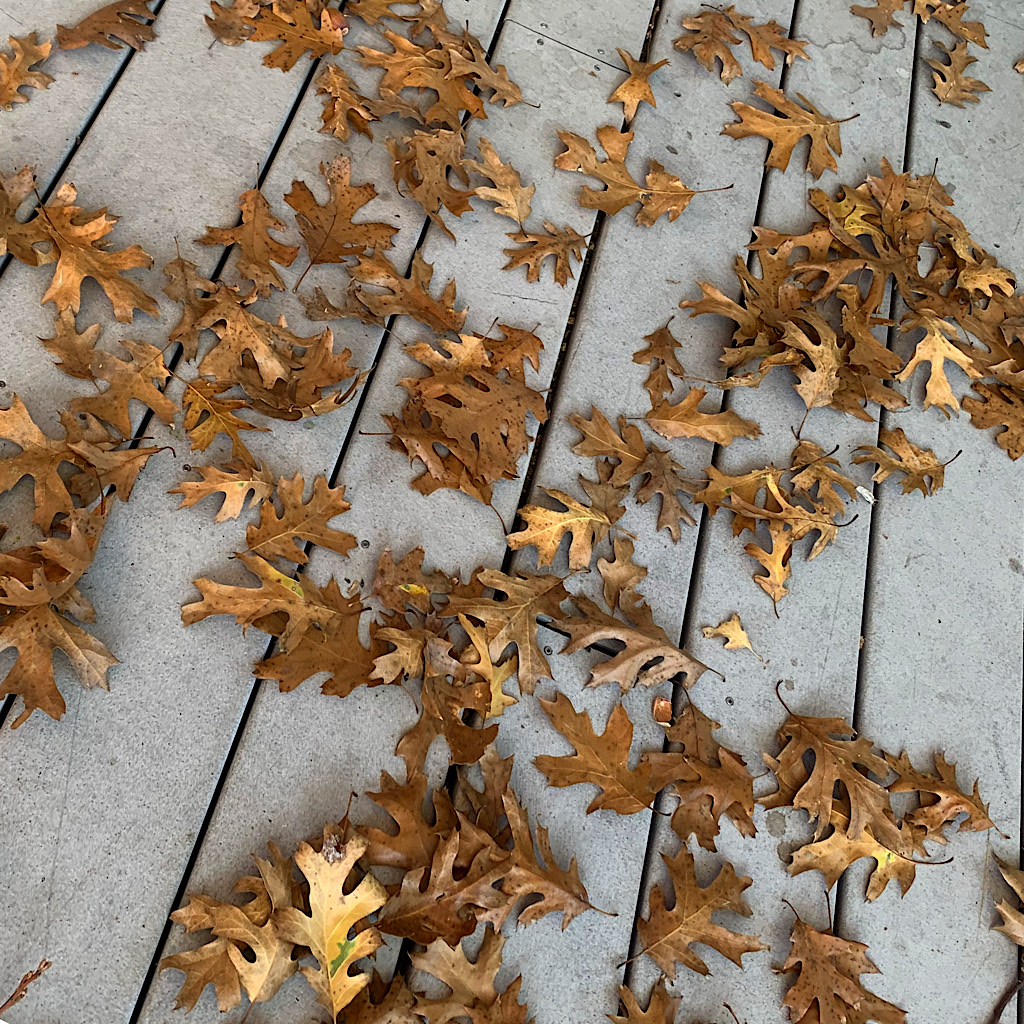 Dried oak leaves on the porch. 