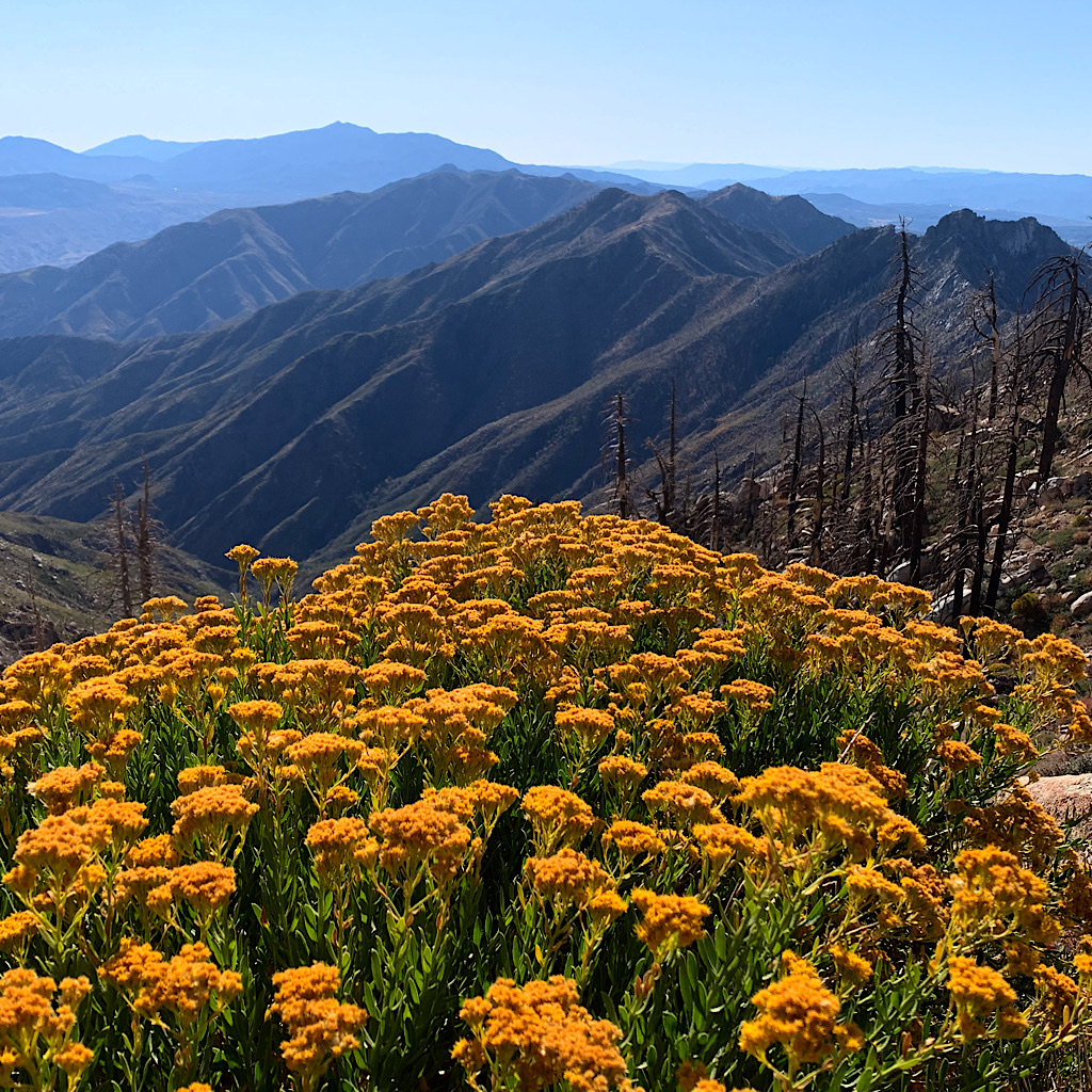 Orange flowers reach out towards steep blue mountains.