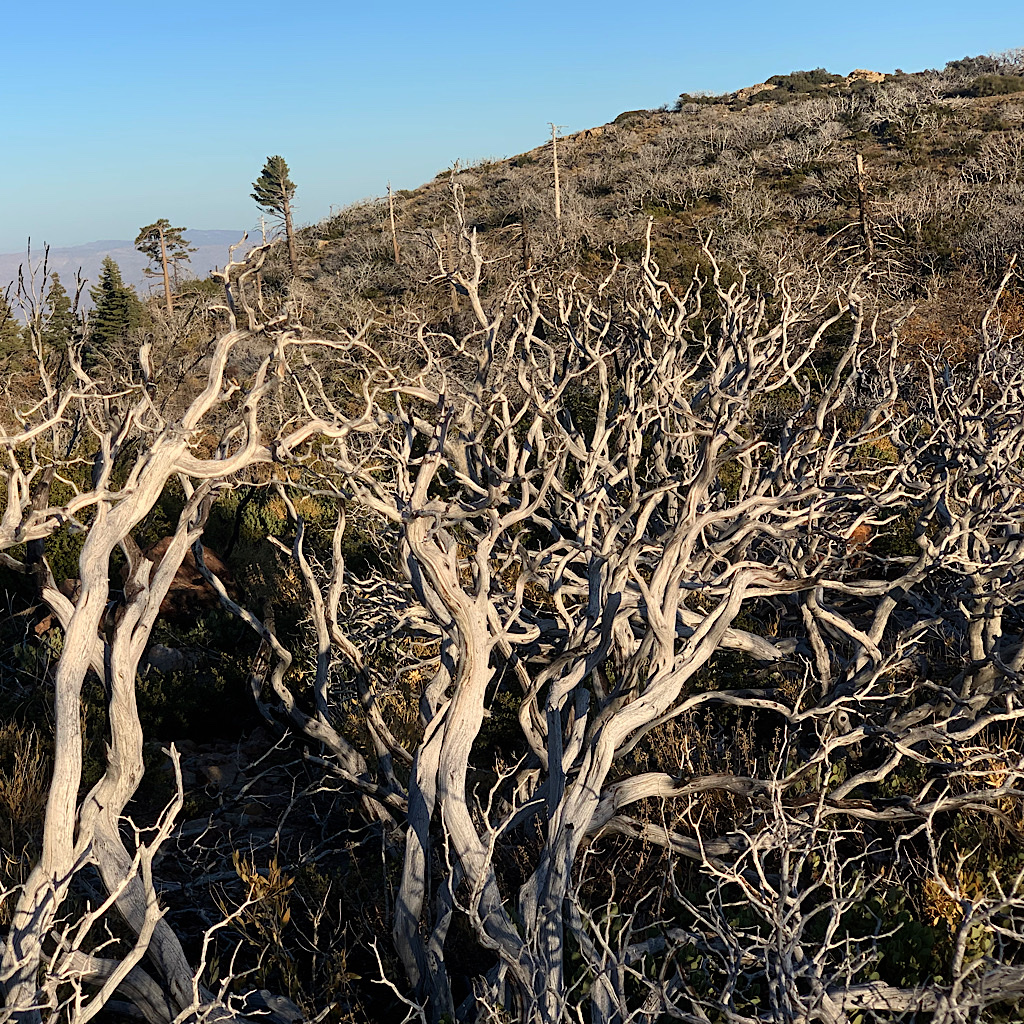 Manzanita branches die off on living plants, resembling elk horns. 