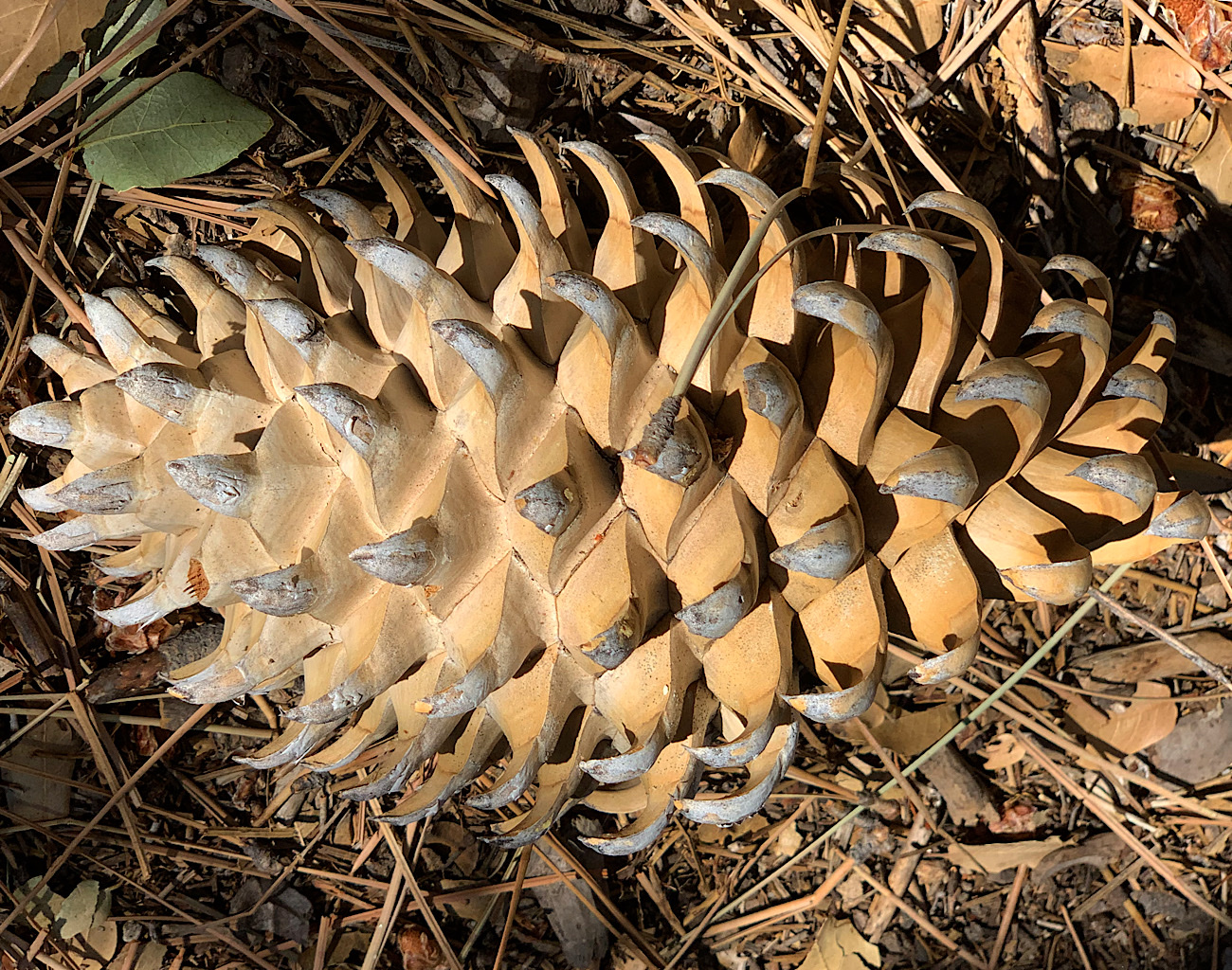 Ponderosa pinecones have sharp, sappy spines. 