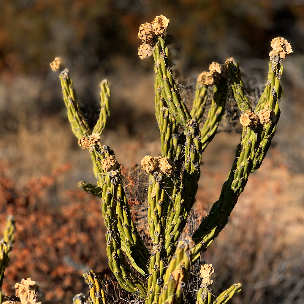 Cactus in the setting sun, the yellow flowers crispy dry. 