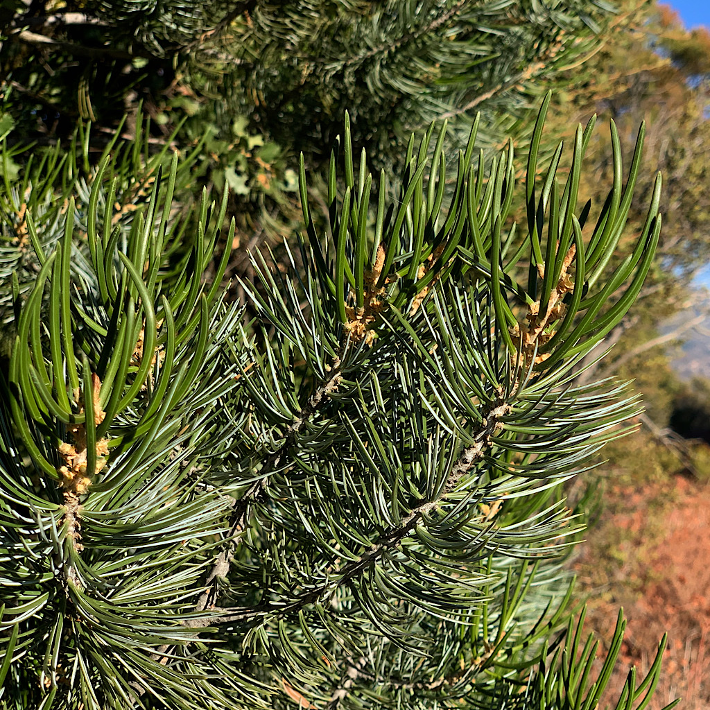 Healthy, soft needles on a Pinyon Pine. 