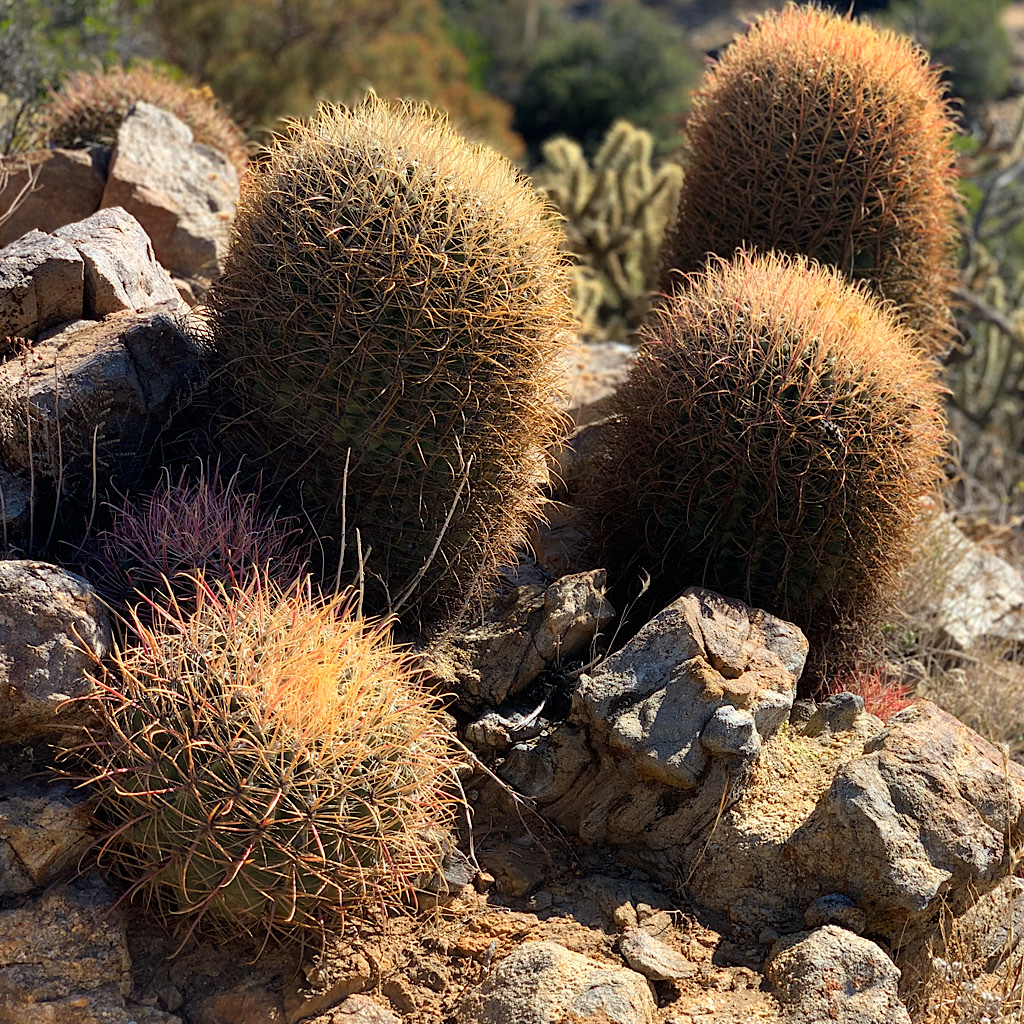 A cluster of barrel cactus in Anza-Borrego State Park. 