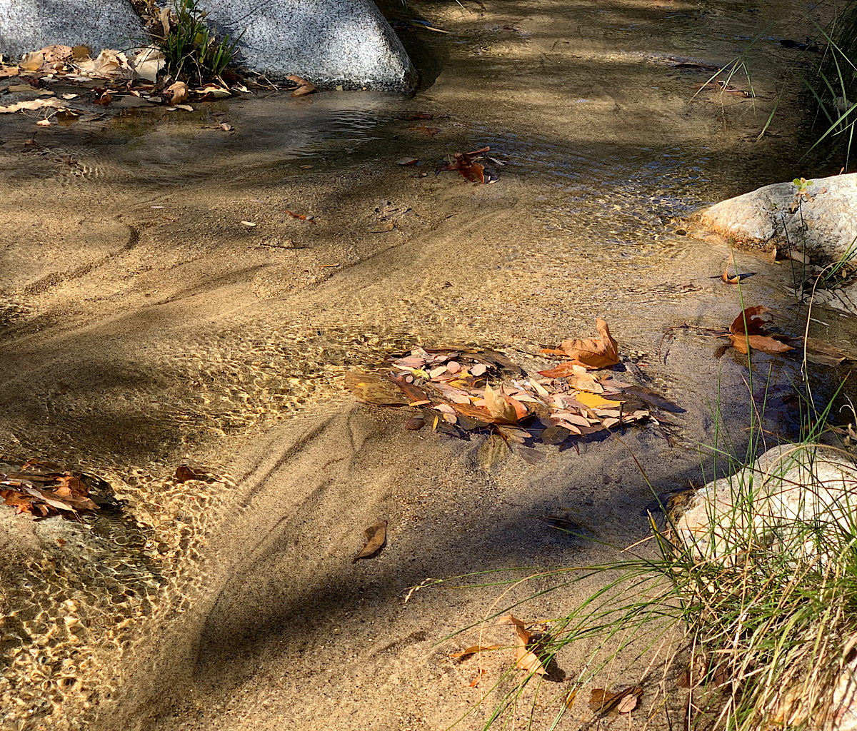 Oak leaves catch in the sand at our one water source of the day. 