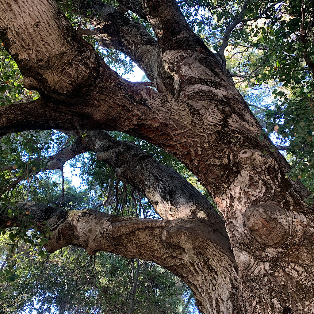 A huge Interior Live Oak provides shade for a small PCT pitstop. 