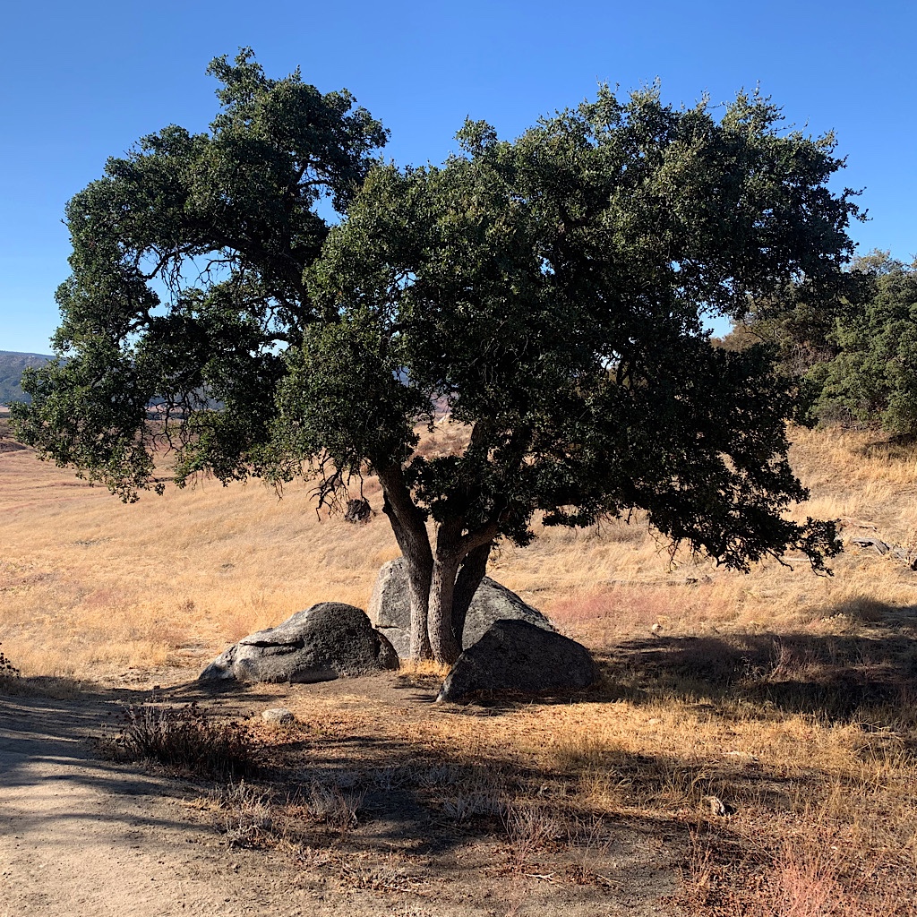 A lone oak in the desert of Southern California.