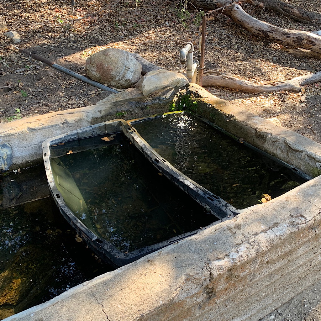 A water trough that still required purifying.