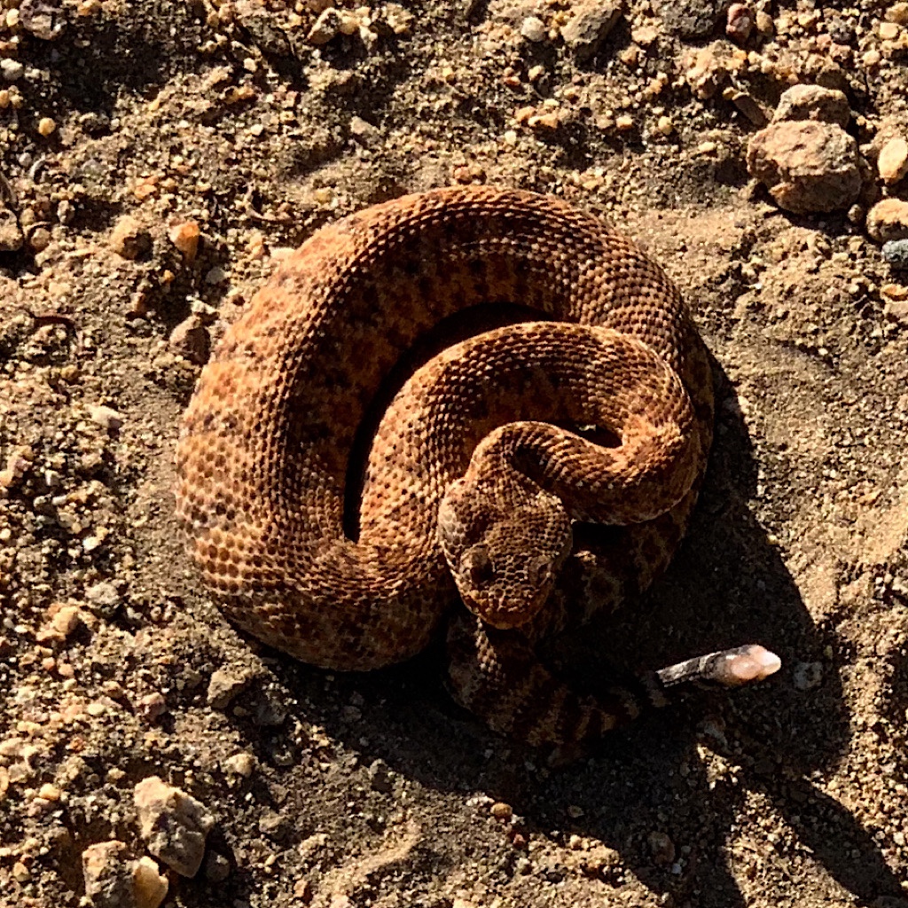 A rattlesnake is startled from his sun bath as we walk by. 