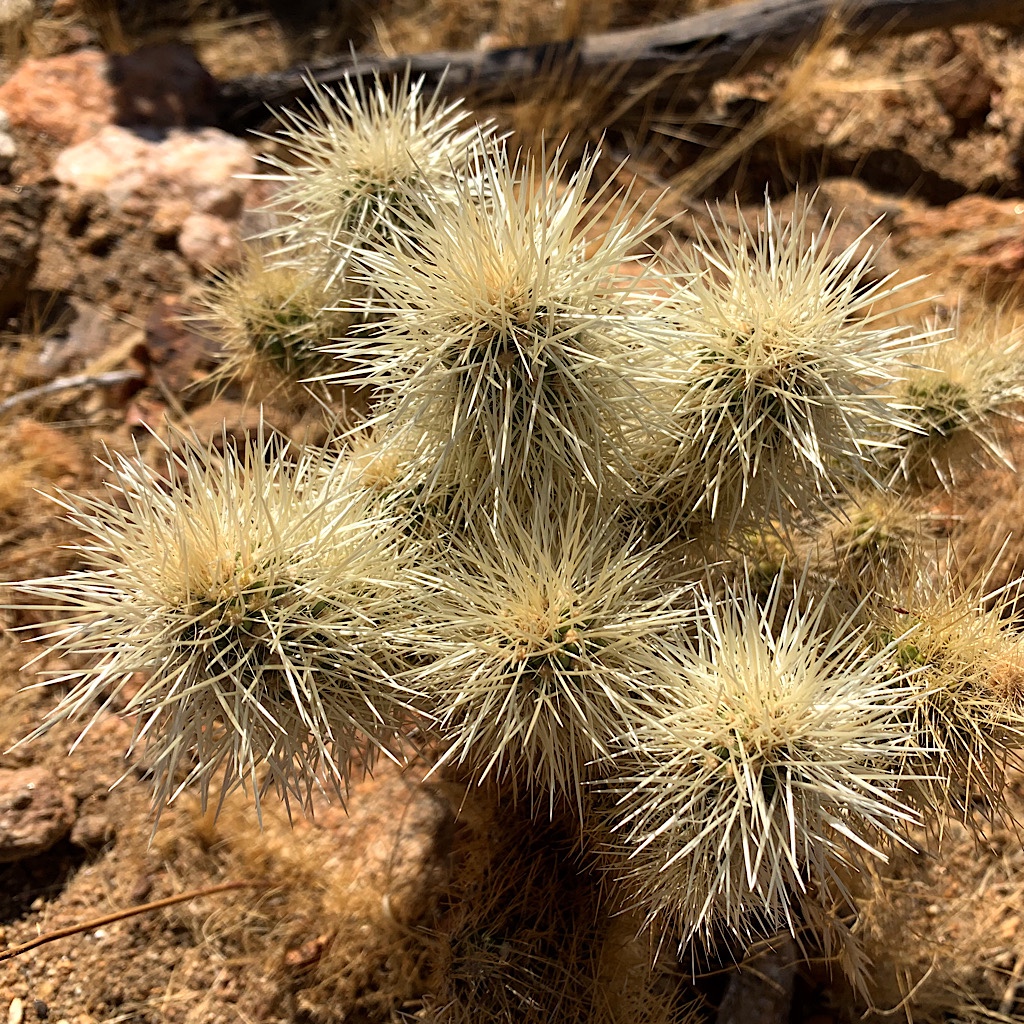 Teddy-bear cholla looks cuddly, but don't touch! 