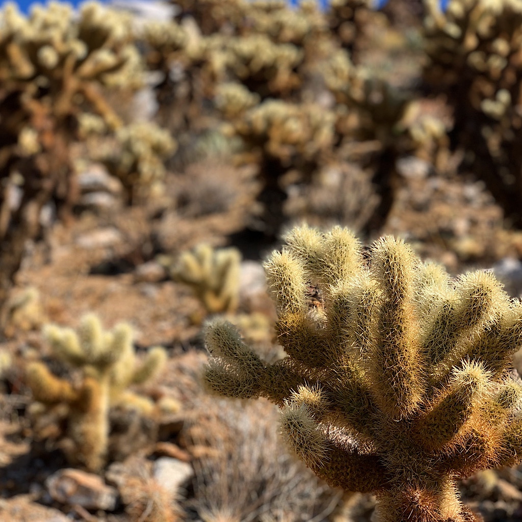 An entire grove of cholla near the PCT as it winds down towards the highway.