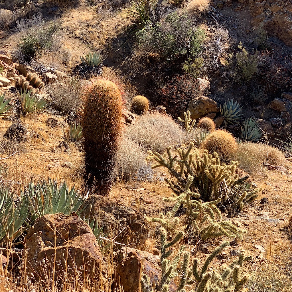 The cactus of Anza-Borrego take on anthropomorphic characteristics. 