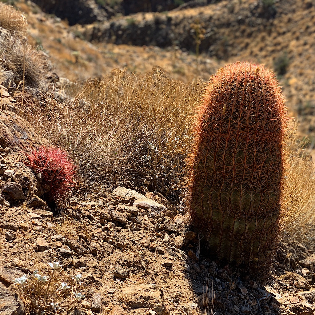 Small and big barrel cactus.