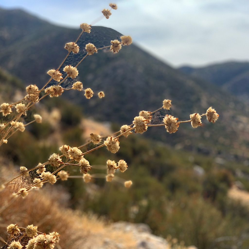 Dried flowers from the mountains of the Southern California desert.