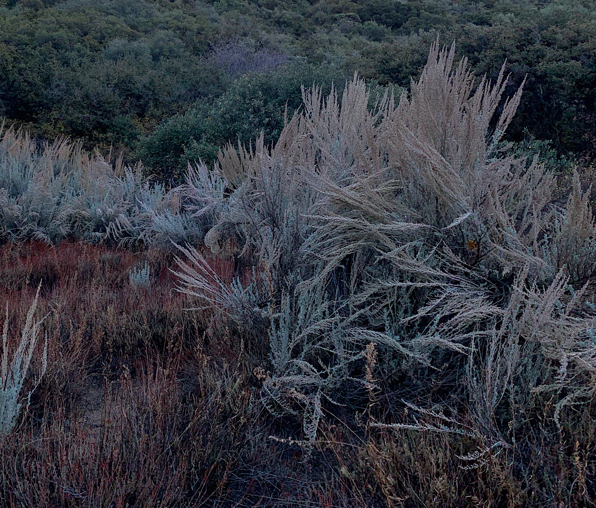 Sagebrush in enormous clumps, the branches akimbo. 