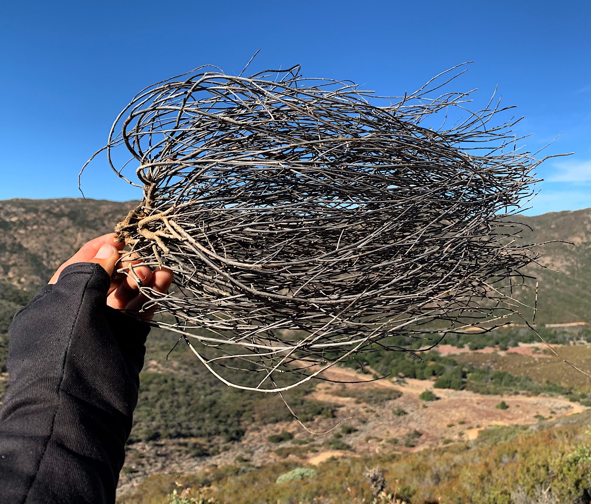 Dried tumbleweeds look like hair blowing in the wind. 