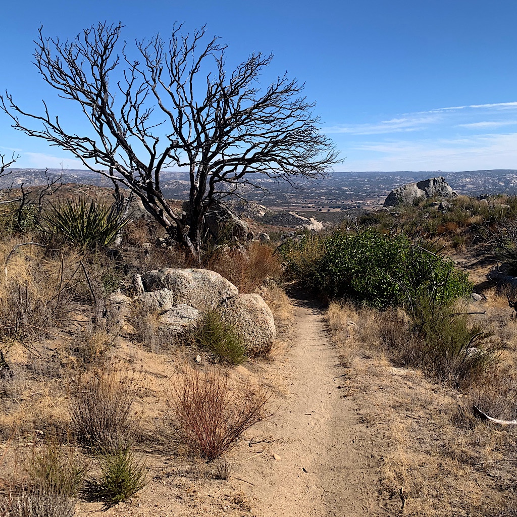 The trail winds through chaparral and spiky plants hiding rattle snakes. 